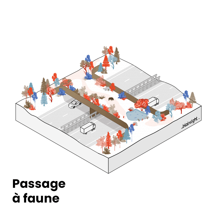Illustrations et schémas pédagogiques